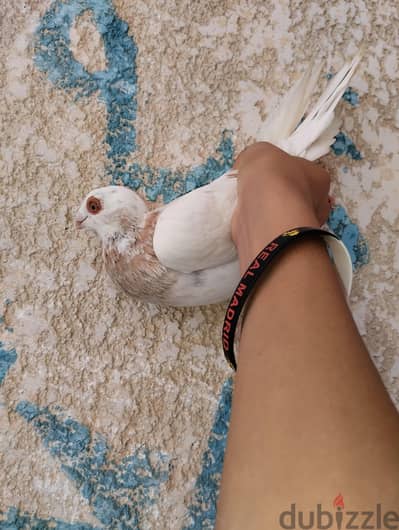 دكر استرالي برقبه حمرا عليه 2 بيقلش