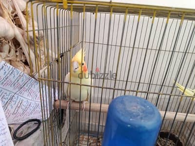 عصفور كوكتيل