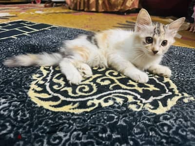 قطه شهرين للتبني  خليط شيرازي علي بلدي