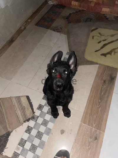 German Shepherd
