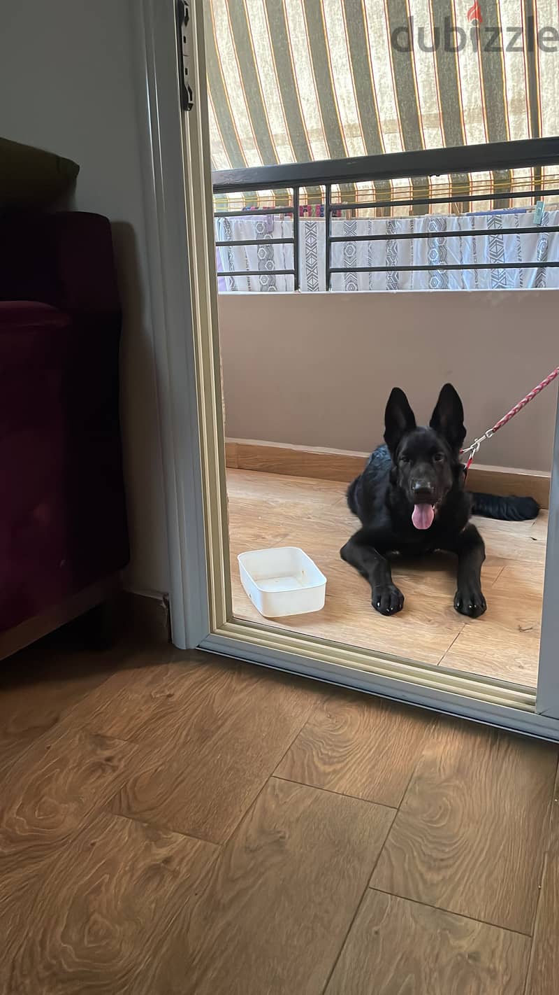 German Shepherd 1