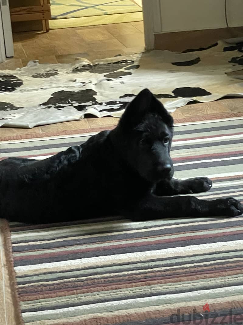 German Shepherd 2