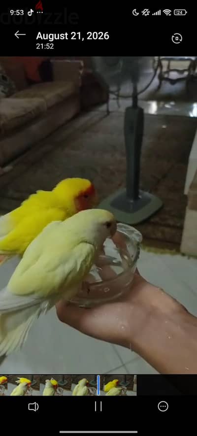 عصافير روز للبيع