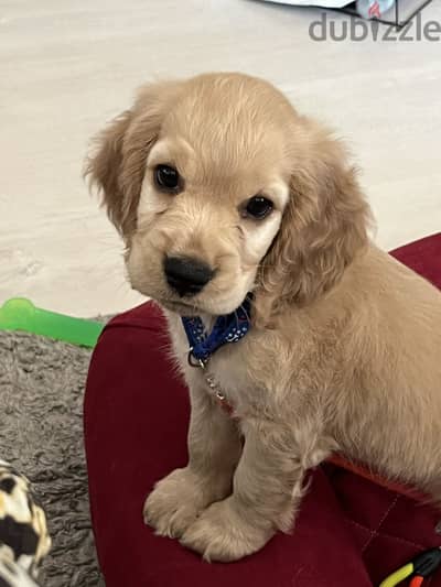 50 days old female cocker spaniel puppy