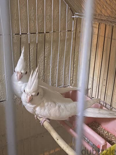 albino