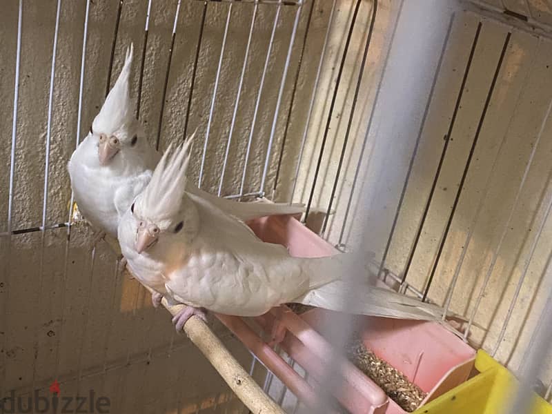 albino 1