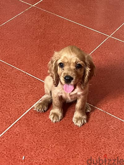 Cocker spaniel pure 100%