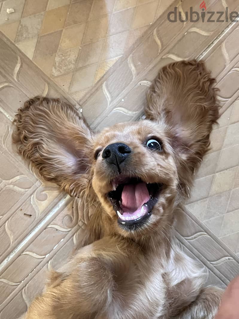 Cocker spaniel pure 100% 1