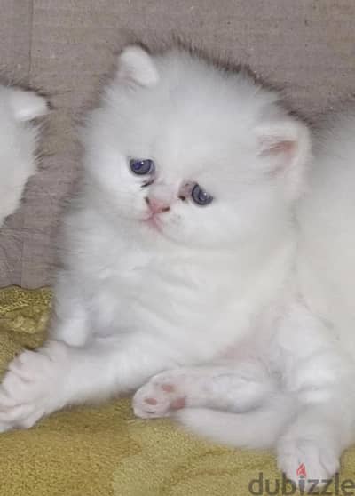 قط شيرازي  بيور
