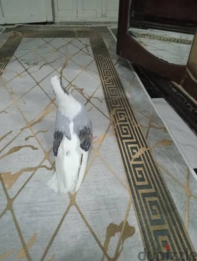 جوز حمام بلق للبيع تقليب كويس وطول معقول وشغالين والنتائج مكنة بيض