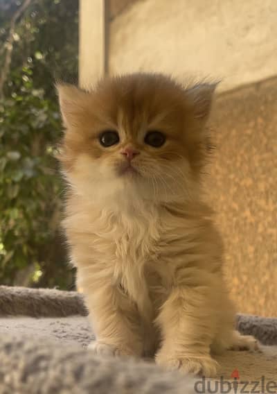 Elite British longhair ny12 male