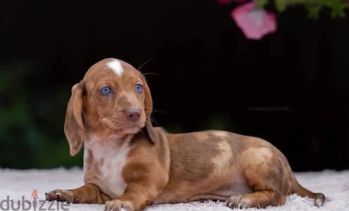 Standard dachshund puppy female from Russia