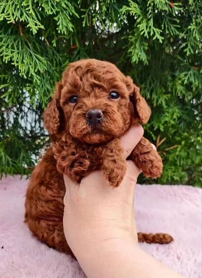 Miniature poodle puppy boy from Russia