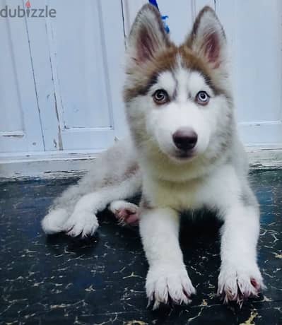 Sky Husky 3 months
