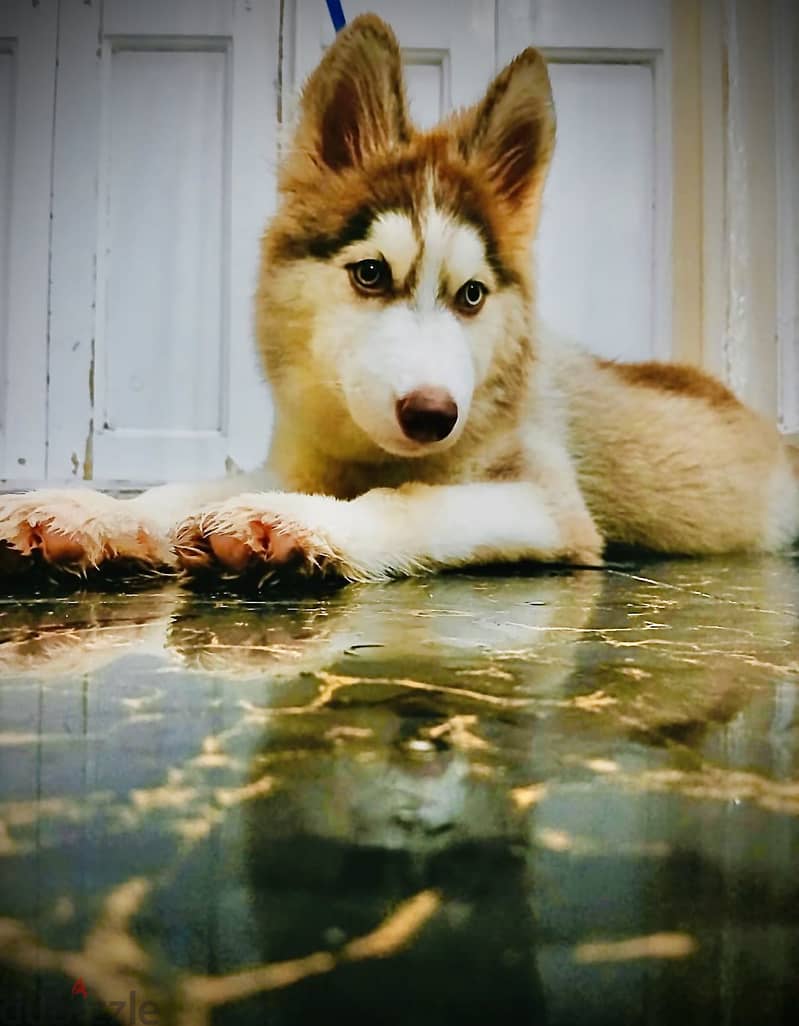 Sky Husky 3 months 1