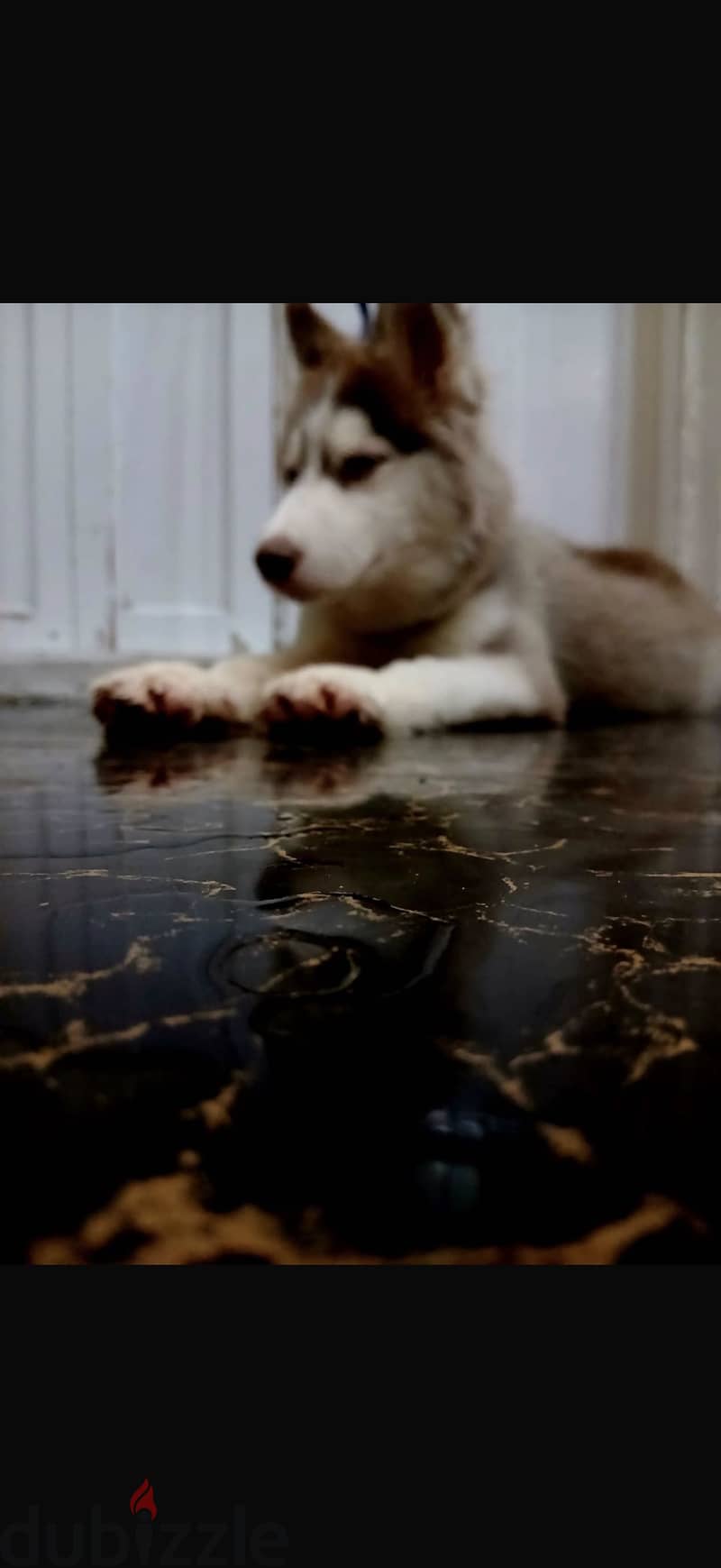 Sky Husky 3 months 2