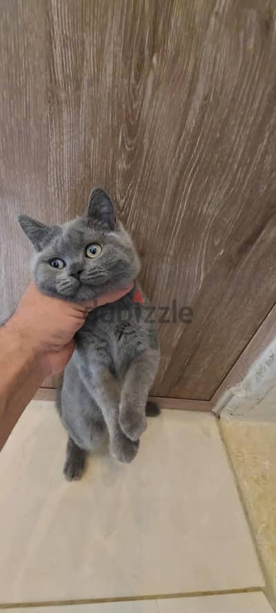 سكوتش فولد ذكر وانثى