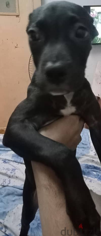 نتايه بيتبول