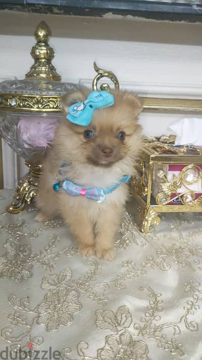 Pomeranian teacup