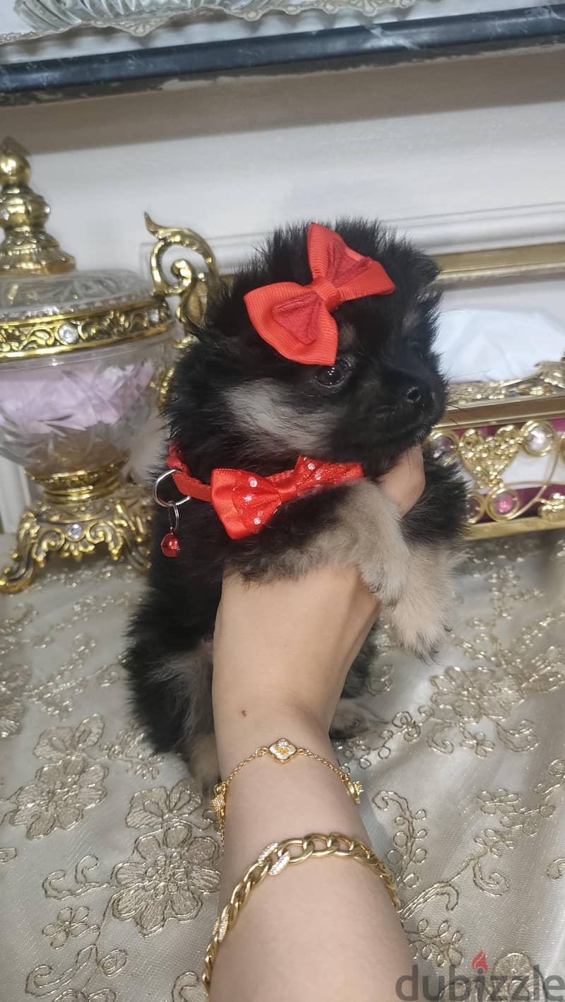 Pomeranian teacup 1