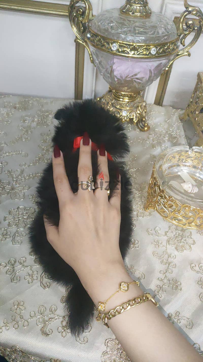 Pomeranian teacup 2