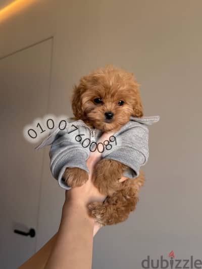 مالتي بووو /توي بودل-Maltipoo & toy poodle puppy