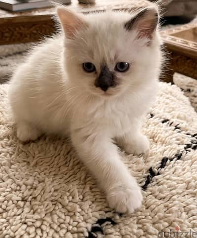 Ragdoll Kittens