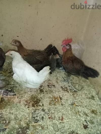 فراخ بلدى و فيومى و ساسو و رومى