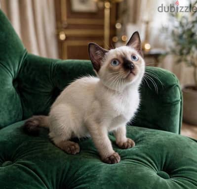 the most beautiful bob-tail Siamese kitten in Egypt