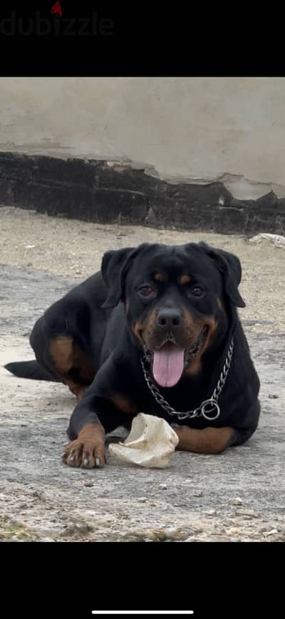 Female Rottweiler dog 3 years old  كلبة روتوايلر بنت دارك عمر ٣ سنوات