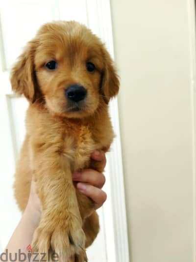 اخر جراوي جولدن انجليزي اهالي مستوردة English Golden Retriever puppies