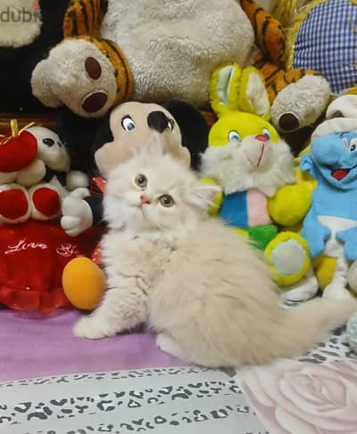 بنات شيرازي مون فيس