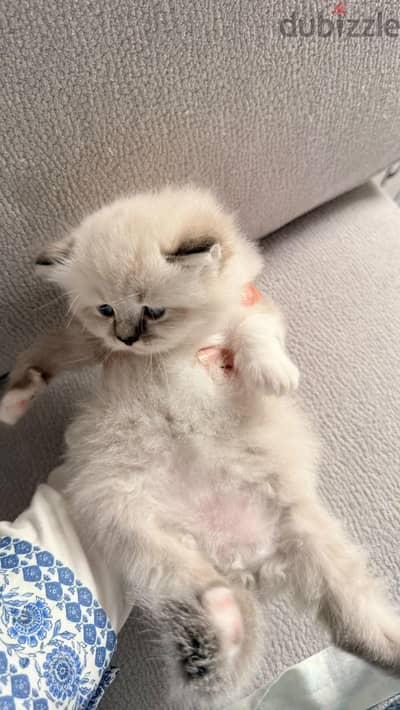 High quality ragdoll kittens ready for new home in Alexandria