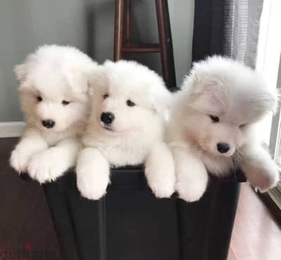 Samoyed سامويد