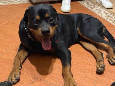 rottweiler