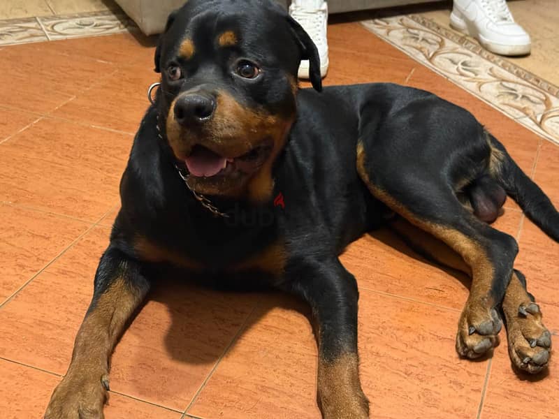 rottweiler 1