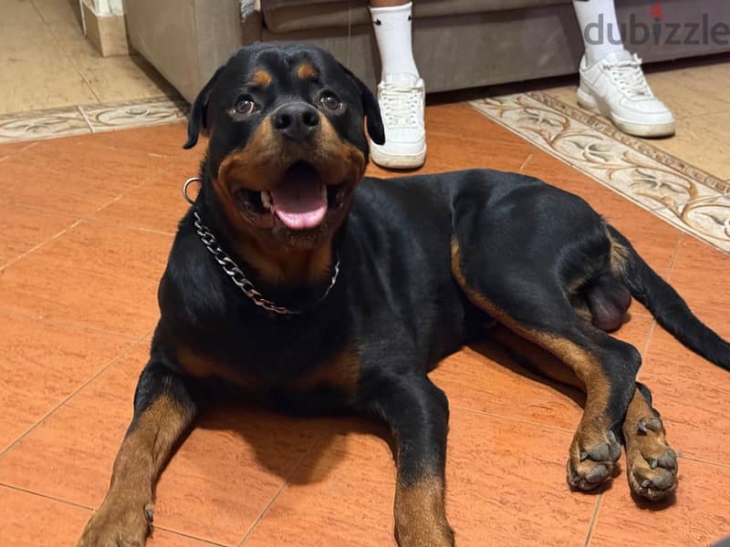 rottweiler 2