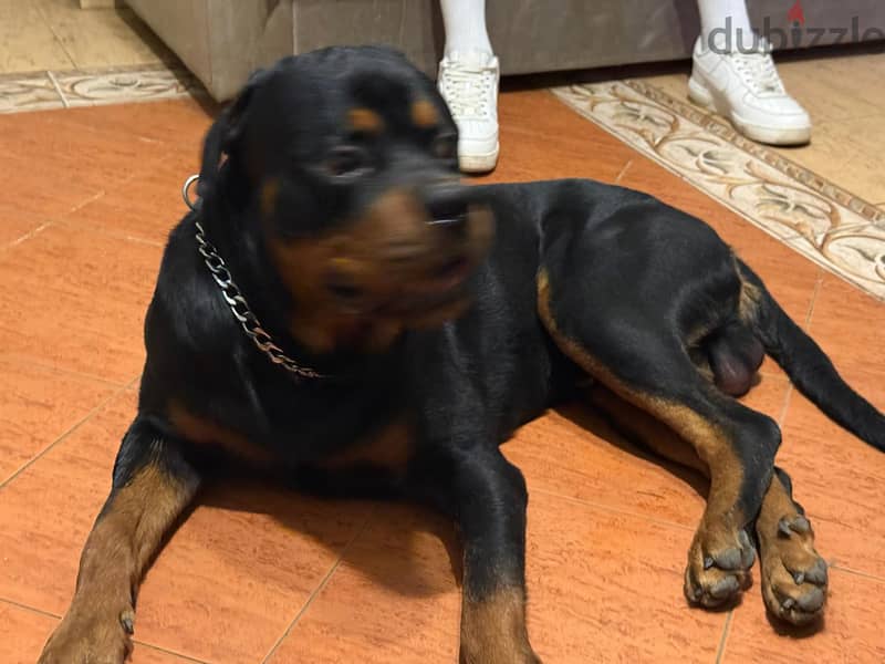 rottweiler 3