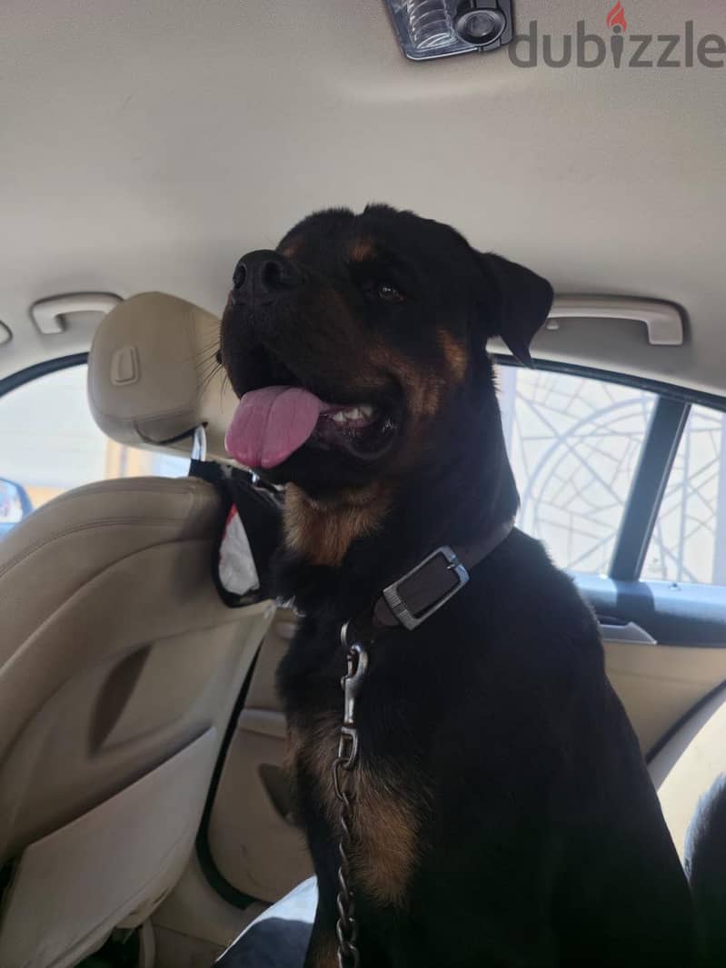 rottweiler 4
