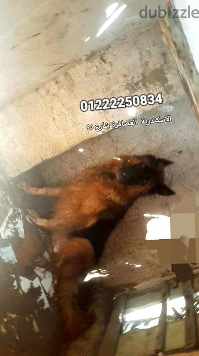 بنت جرمان الماني تقليب محترم