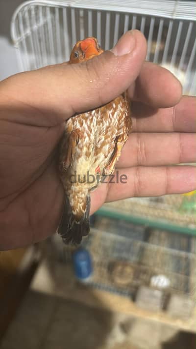 زيبرا هاف اورنج