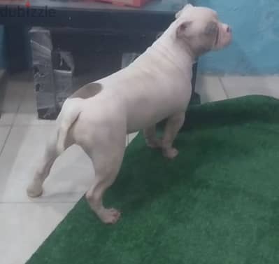 نتايه بولي