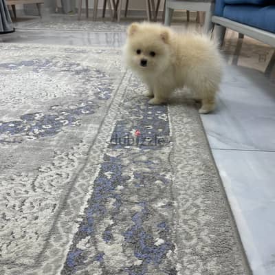 Pomeranian