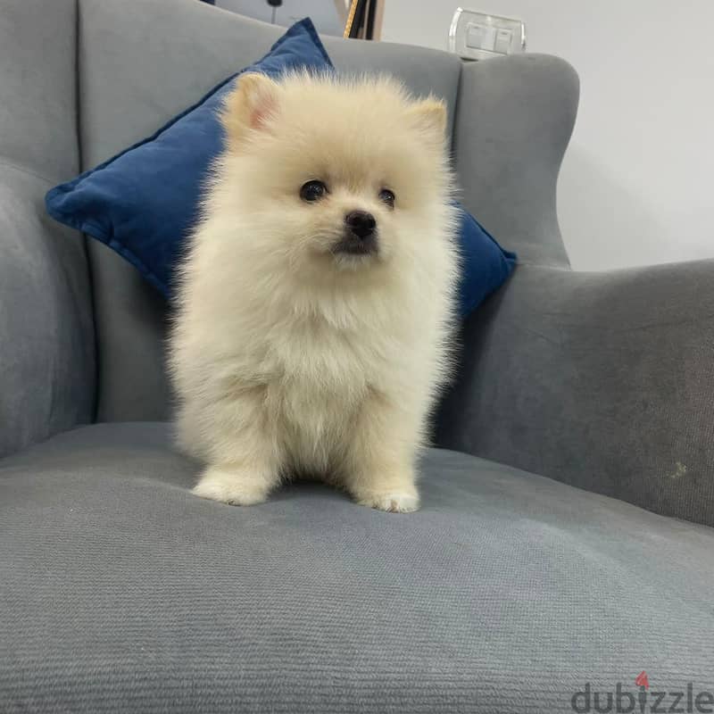 Pomeranian 1