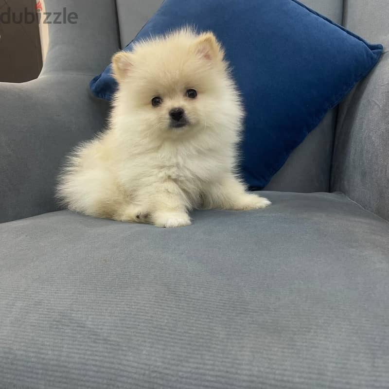 Pomeranian 2