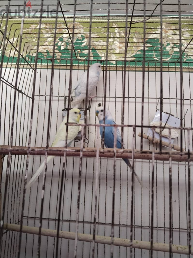 عصافير بادجى 1