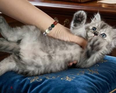لعشاق التميز دبدوبه بعيون لبني