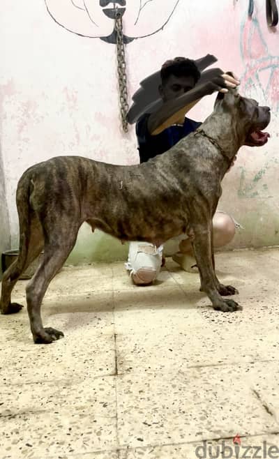 نتايه كين كورسو - cane corso