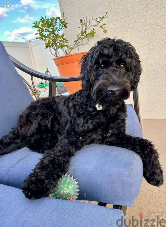 black golden doodle 2