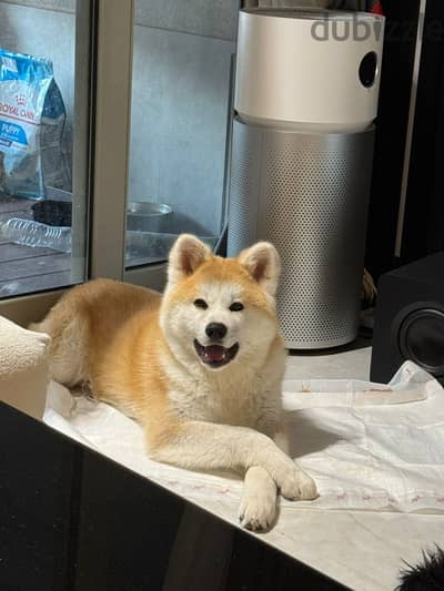 Japanese akita for sale